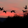 oiseaux autin olivier canards en vol 2.jpg []