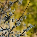 oiseaux autin olivier mesange 1.jpg []