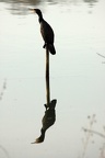 oiseaux thomas pierre-yves cormoran 1.jpg []