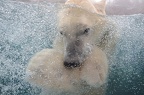 eau bogenschutz yves bulle d'ours 1.jpg []