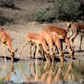 eau saugout noelle impalas 1 []