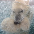 eau bogenschutz yves bulle d'ours 1.jpg []