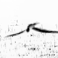 reflets didriche bernard vol au dessus de l'étang 3 []