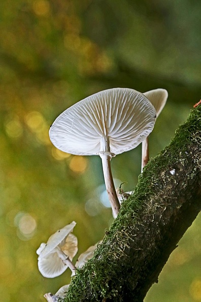 nature lepelley michel champignons 3 []