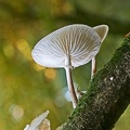 nature lepelley michel champignons 3 []