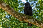 plumes basso francis corbeau 3