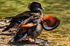 plumes basso francis mandarins 2