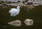 plumes blot annick aigrette 3.jpg