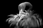 plumes blottiaux henri-noel emplume 1