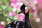 plumes blottiaux henri-noel mimetisme 2
