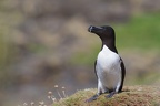 plumes blottiaux henri-noel razorbill 3