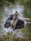 plumes bonacchi laurence abondance 1