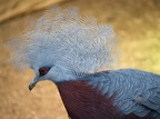 plumes camus-pasquier ghislaine pigeon 1