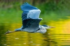 plumes DESORMAIS celine heron 2