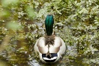 plumes fontaine michel canard 3
