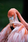 plumes garcia celia flamant rose 2