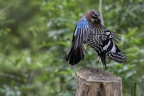 plumes lebuzullier jean-luc arts martiaux 1