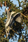 plumes museur gerard heron dans les arbres 3.jpg