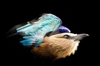 plumes polard gilbert tetedepiaf2