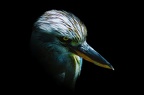 plumes polard gilbert tetedepiaf3