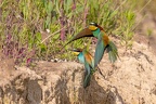 plumes tenart jacques couleurs exotiques 3