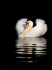 plumes touyer maryline avec charme 3