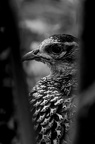 plumes vroonen charles coucou c'est moi 1.jpg