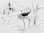 plumes vroonen charles echasse en high key 2.jpg
