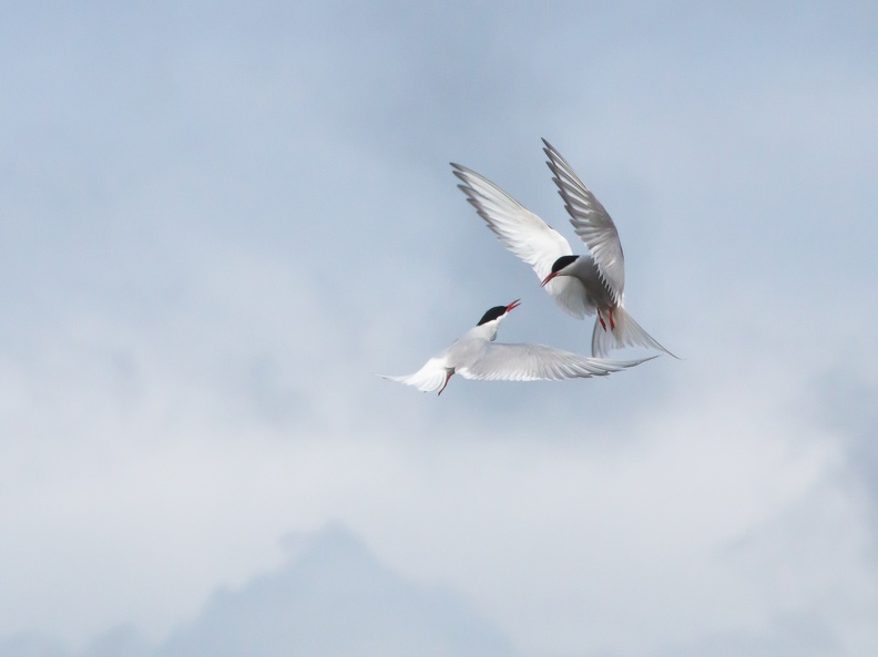 2éme prix --plumes_touyer_maryline_grand_amour_1.jpg