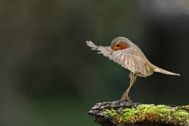 3ème prix -plumes_vitoux_gerard_pas de danse_1.jpg