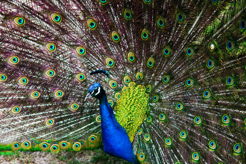 plumes_bertonnet_arnaud_la roue_2.jpg