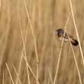 plumes bessat eric gorge-bleue 1