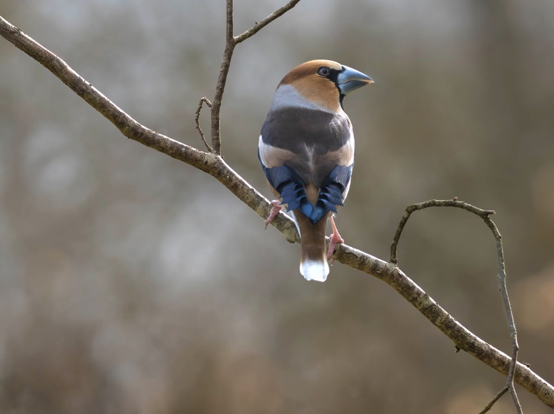 plumes_bijowski_pia_oeil en coin_ 2.jpg