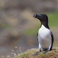 plumes blottiaux henri-noel razorbill 3