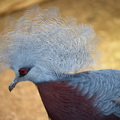 plumes camus-pasquier ghislaine pigeon 1