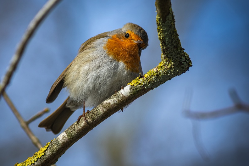 plumes_DESORMAIS_celine_rouge gorge_3.jpg
