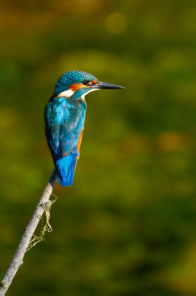 plumes_fontaine_michel_oiseau_1.jpg