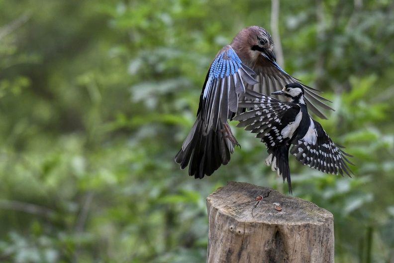 plumes_lebuzullier_jean-luc_arts martiaux_1.jpg