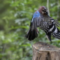 plumes lebuzullier jean-luc arts martiaux 1