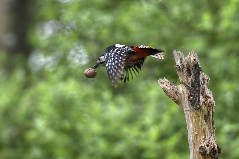 plumes_lebuzullier_jean-luc_voleur de noix_3.jpg