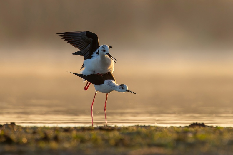plumes_tenart_jacques_tendresse matinale_2.jpg