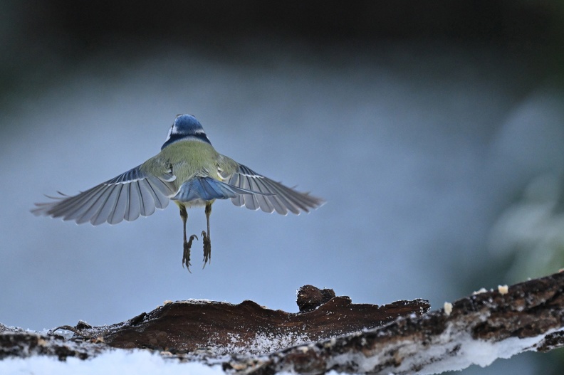 plumes_vitoux_gerard_l'envol_2 .jpg