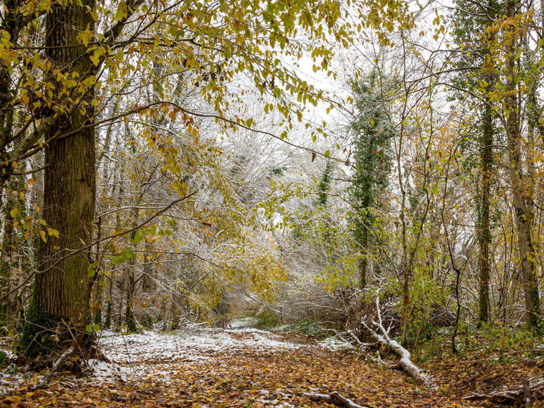 3eme_PLACE_FORET_bruzzi_marie_solitude_1.jpg