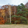 foret alexandre maurice automne 1