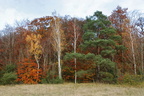 foret alexandre maurice automne 1