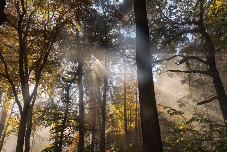 foret_assaf_henri_rayonsolaire_1.jpg