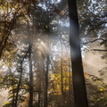 foret assaf henri rayonsolaire 1
