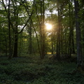 foret alexandre maurice sunlight 3