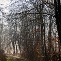 Foret Bancal Madeleine Canelle 1