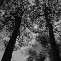 forêt bourgoin philippe canopée 1
